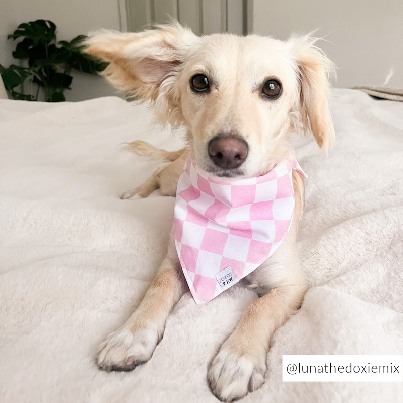 Blossom Checker Dog Bandana