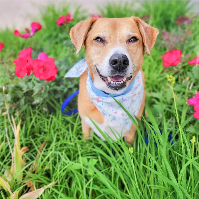 Firework Frenzy Dog Bandana