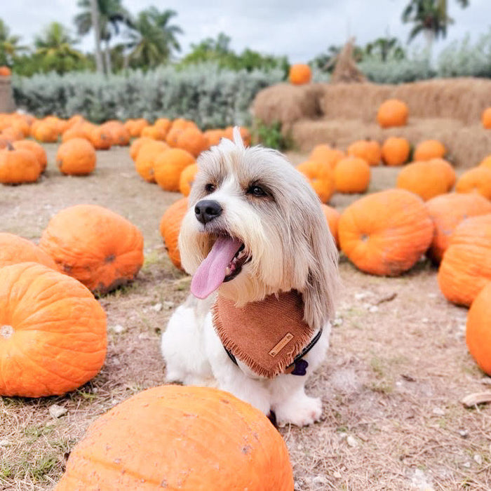 THE ALDO - Dog Flannel Fray Bandana