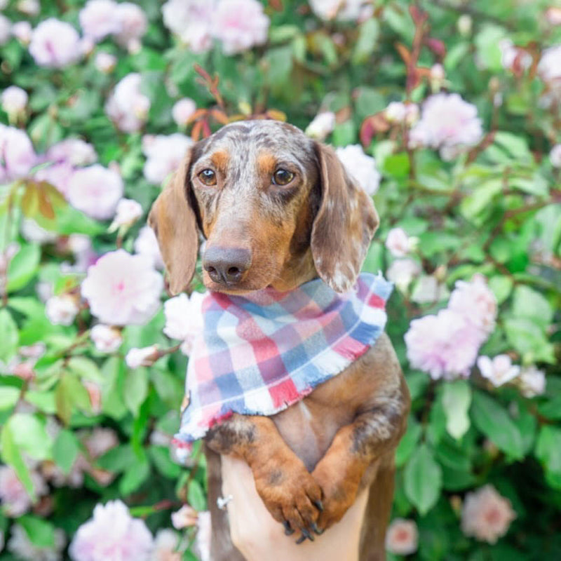 THE AMERICANA - Dog Flannel Fray Bandana