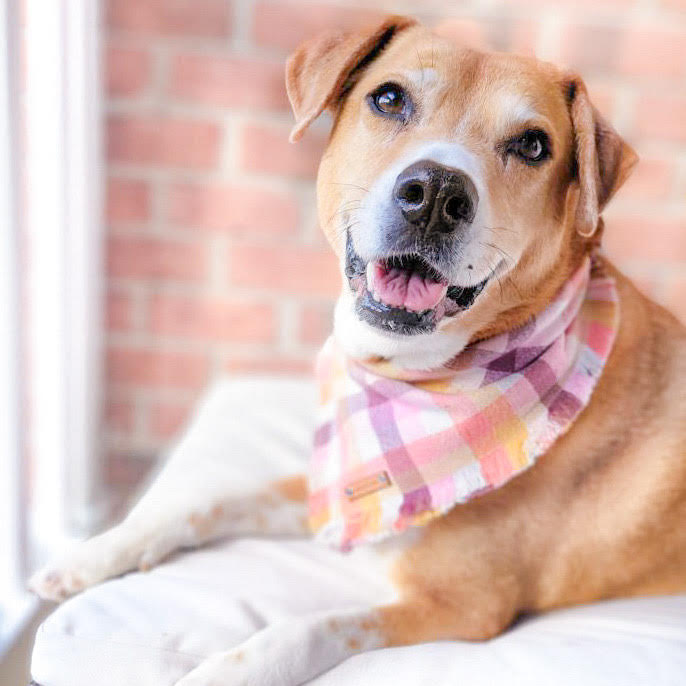 THE SORBET - Dog Flannel Fray Bandana