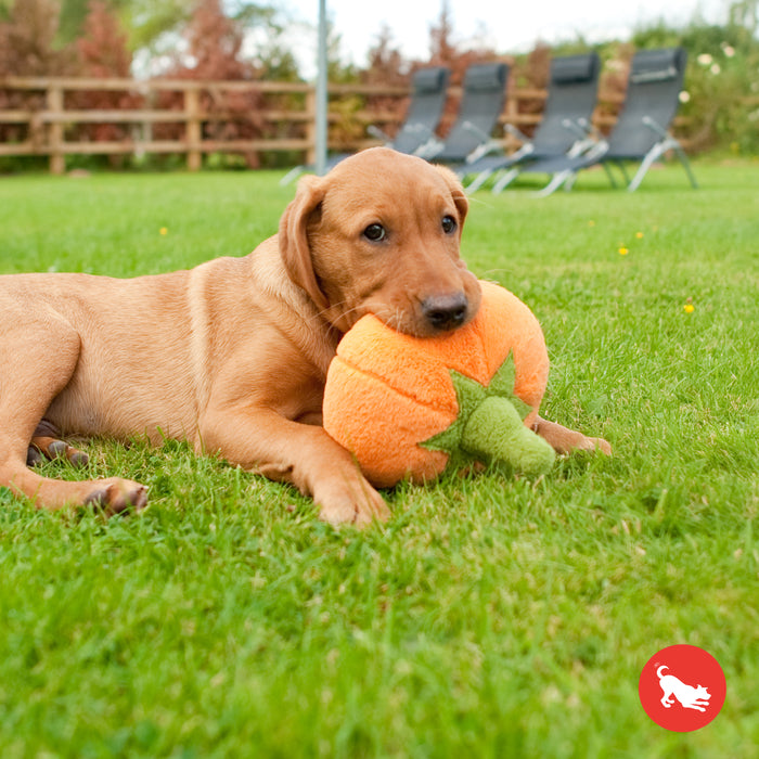 Pumpkin Dog Toy
