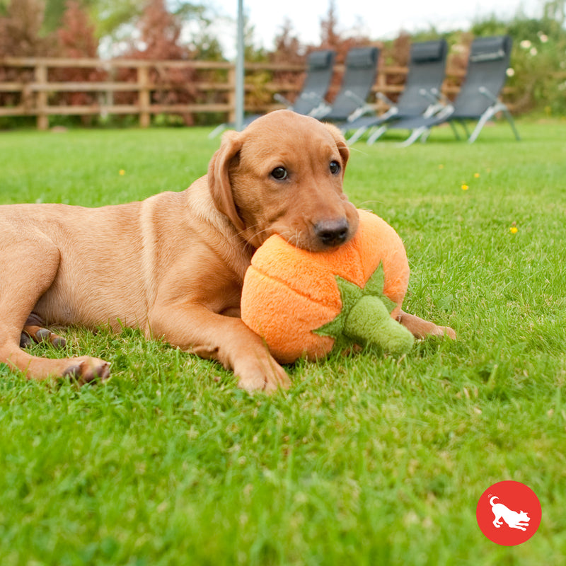 Pumpkin Dog Toy