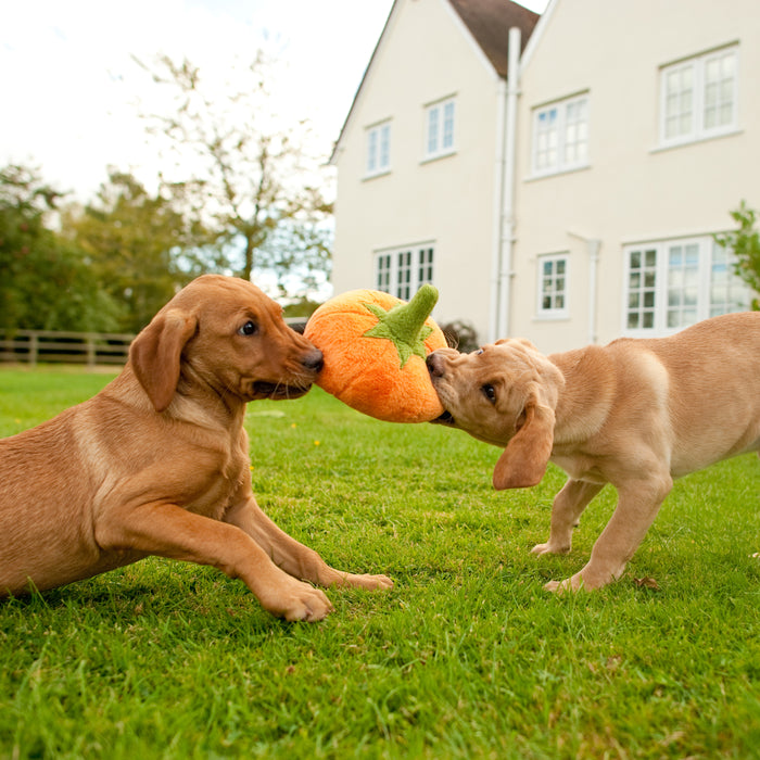 Pumpkin Dog Toy