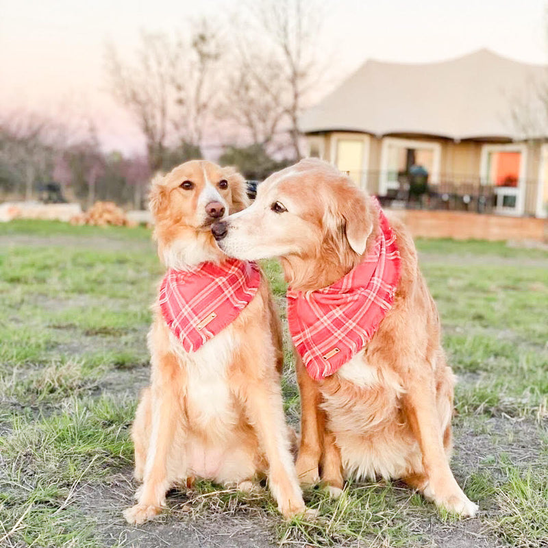 THE RUBY - Dog Flannel Fray Bandana