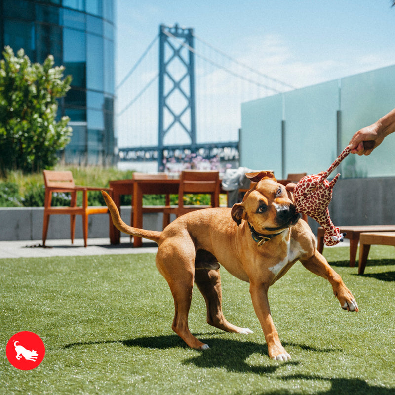 Giraffe Dog Toy