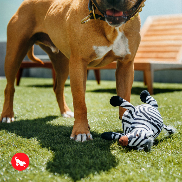 Zebra Dog Toy