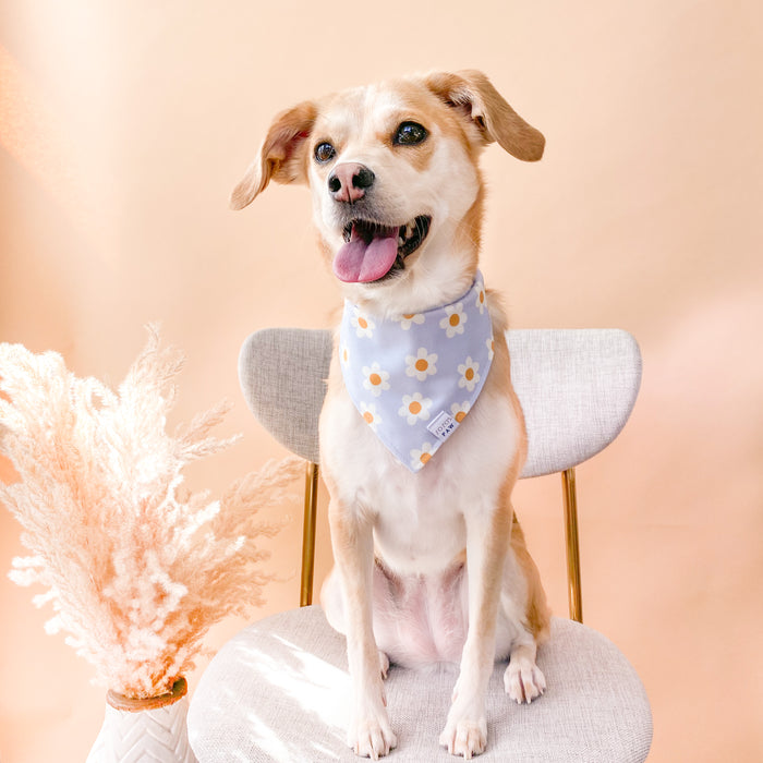 Daisy Skies Dog Bandana
