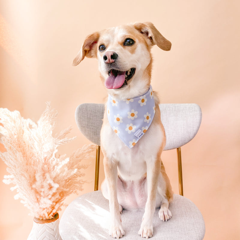 Daisy Skies Dog Bandana