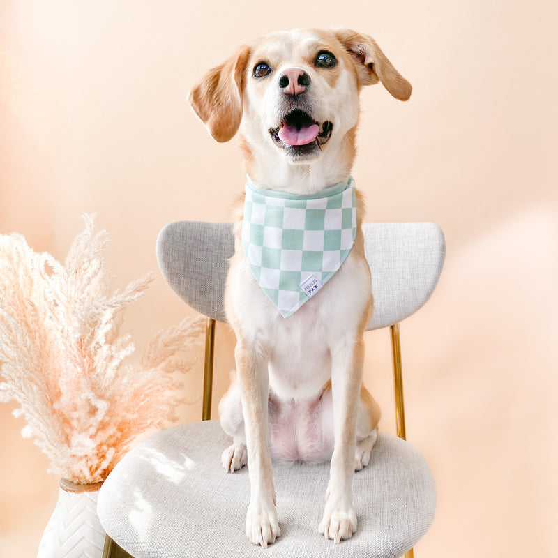 Sage Checker Dog Bandana