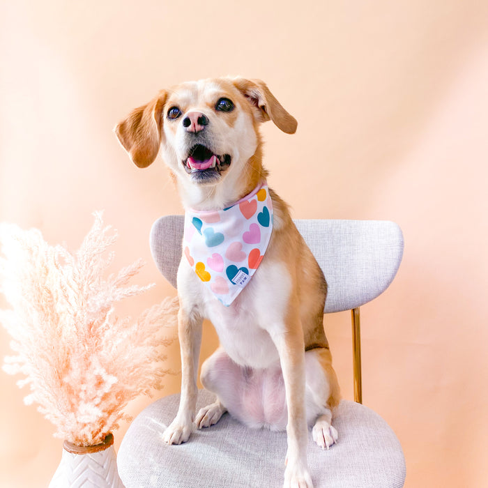 Follow Your Heart Dog Bandana