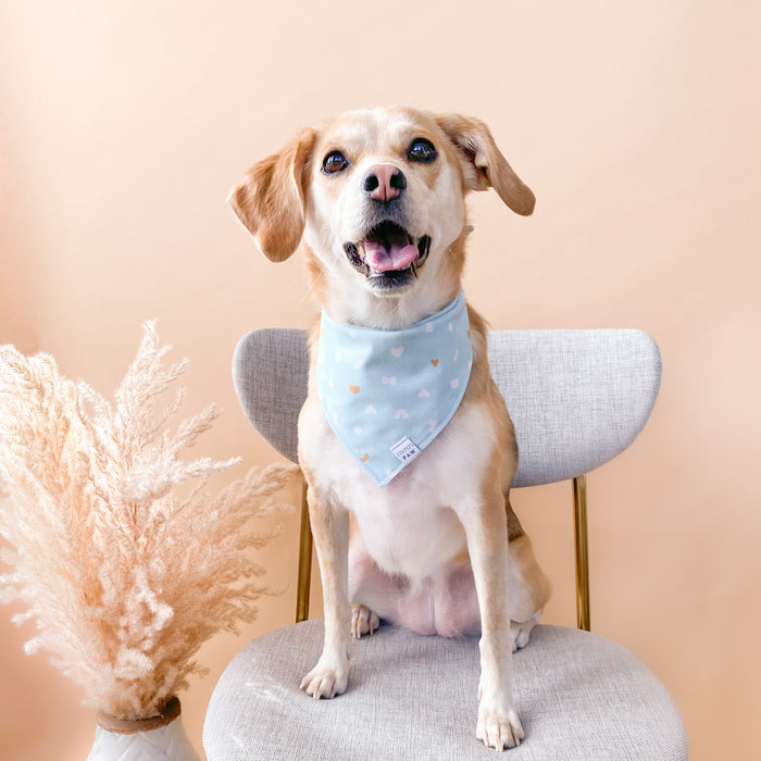 Stay In Shape Dog Bandana