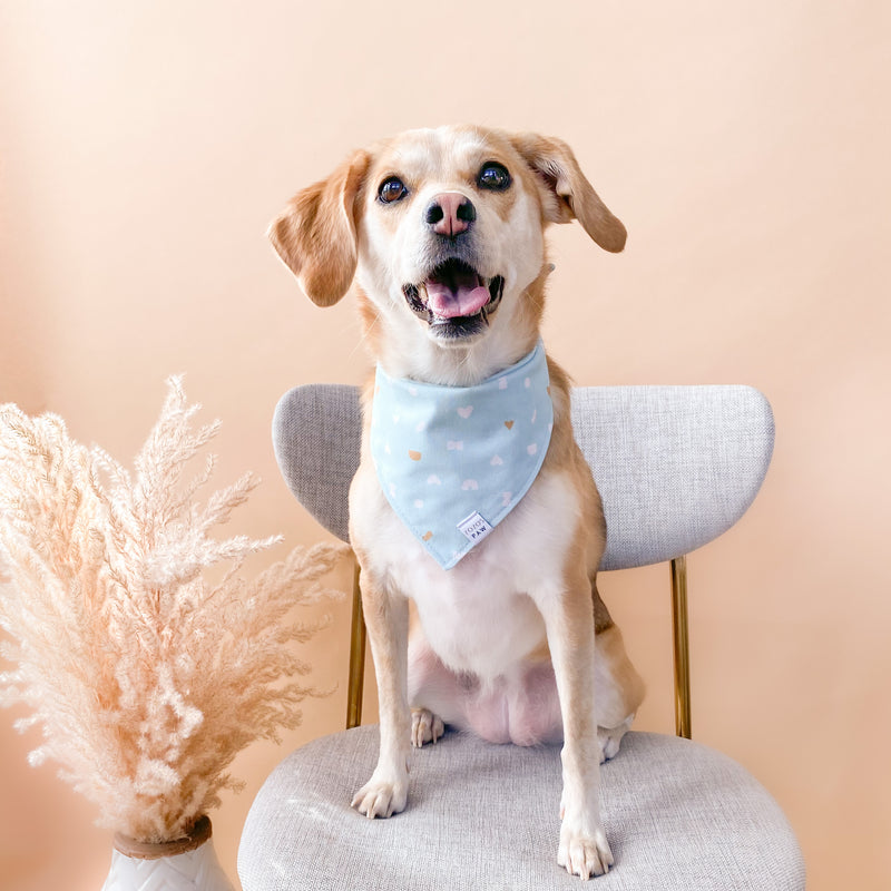 Stay In Shape Dog Bandana