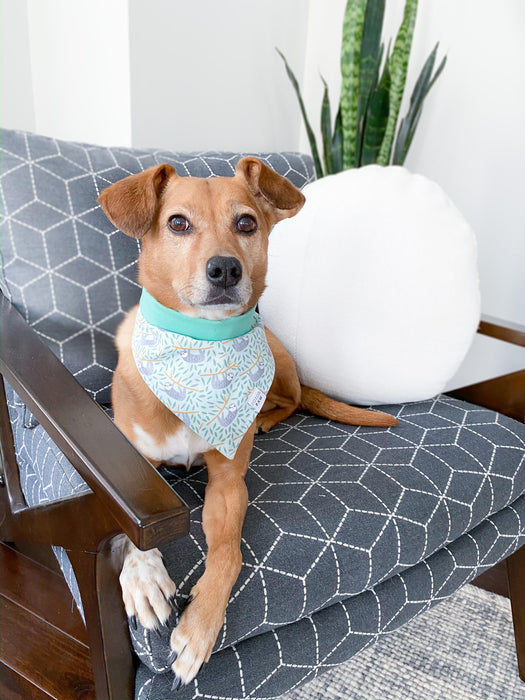 Silly Sloths Dog Bandana