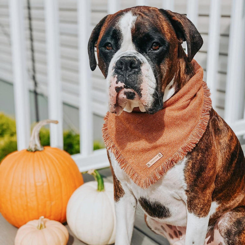 THE ALDO - Dog Flannel Fray Bandana