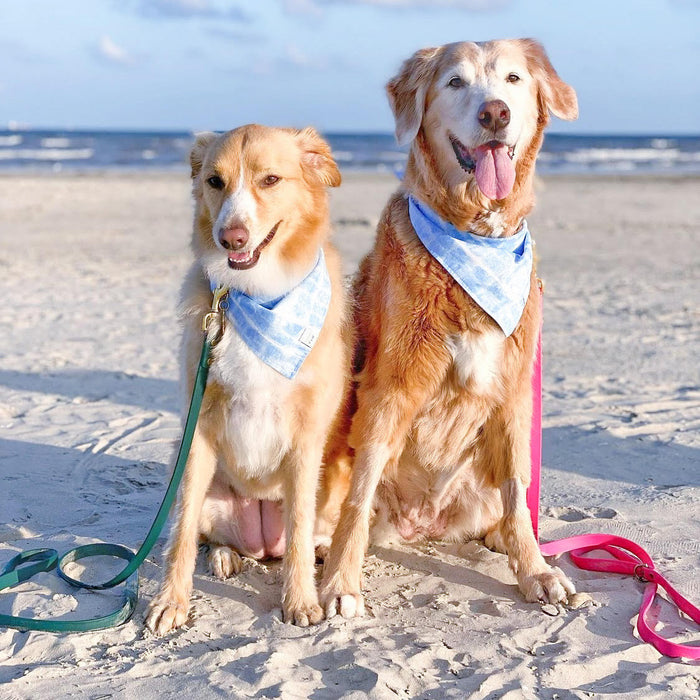 Blue Crush Dog Bandana