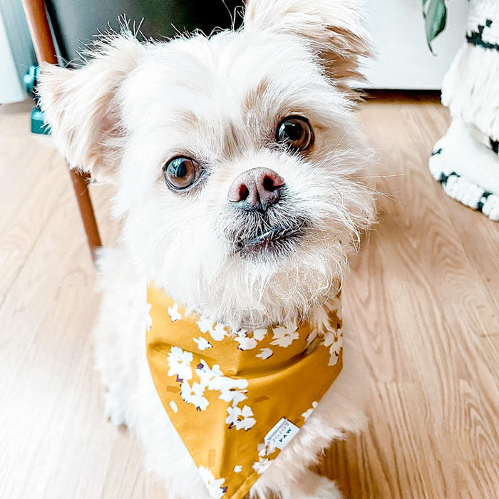 Mustard Magnolia Dog Bandana