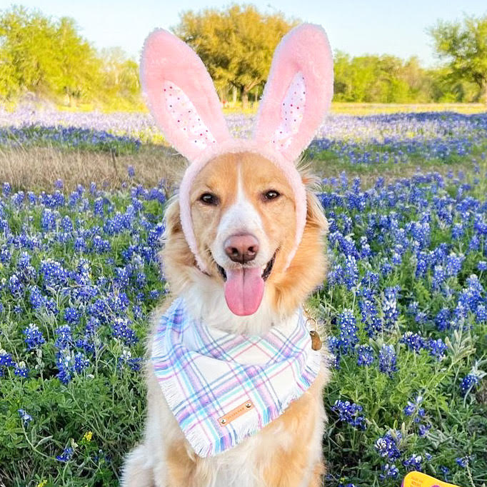 THE QUINN - Dog Flannel Fray Bandana