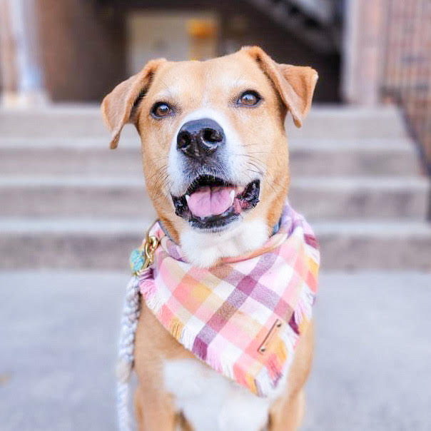THE SORBET - Dog Flannel Fray Bandana