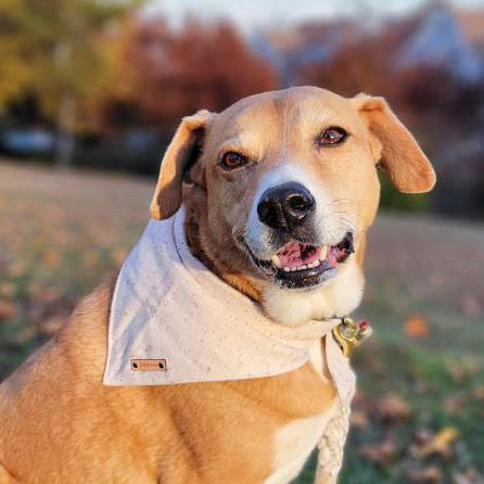 Toasted Marshmallow Dog Bandana