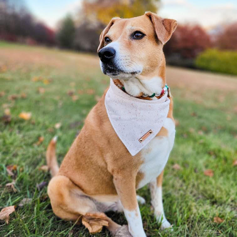 Toasted Marshmallow Dog Bandana