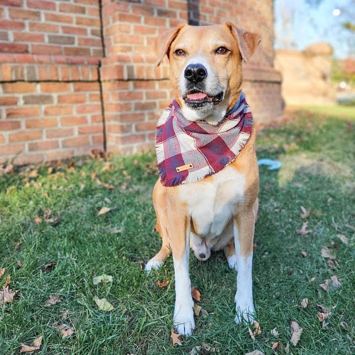 THE ARLINGTON - Dog Flannel Fray Bandana