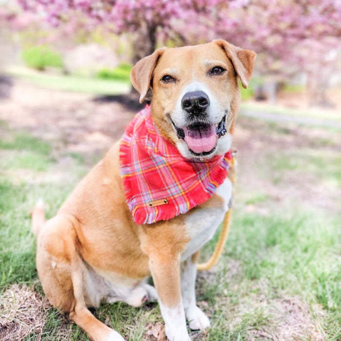 THE ARLO - Dog Flannel Fray Bandana