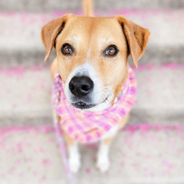 THE JOSIE - Dog Flannel Fray Bandana