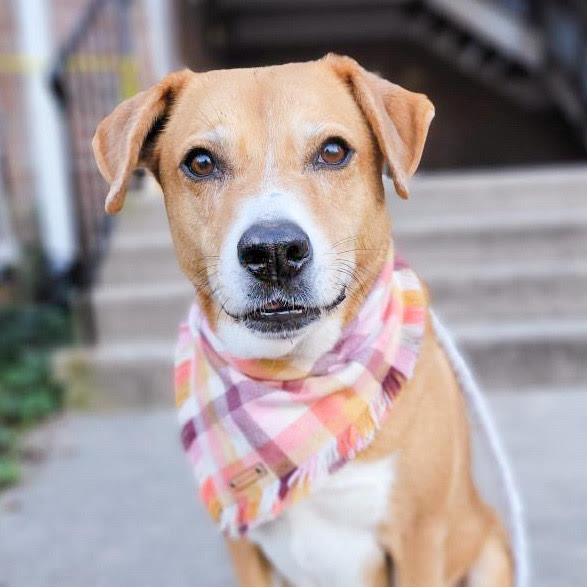 THE SORBET - Dog Flannel Fray Bandana