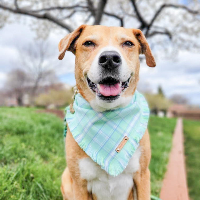 THE LANDRY -  Dog Flannel Fray Bandana