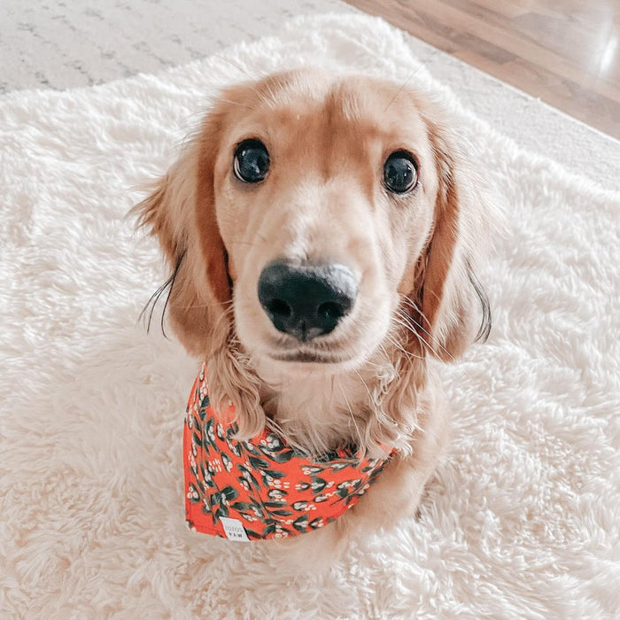 Holiday Holly Dog Bandana