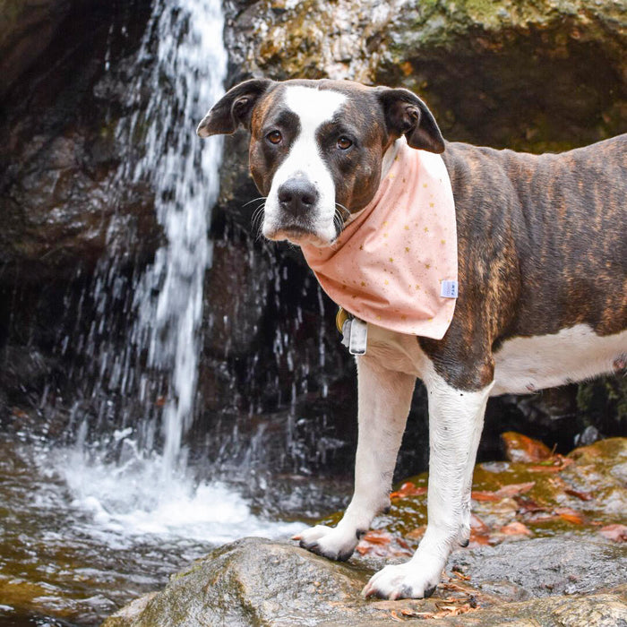 Pink Magic Dog Bandana