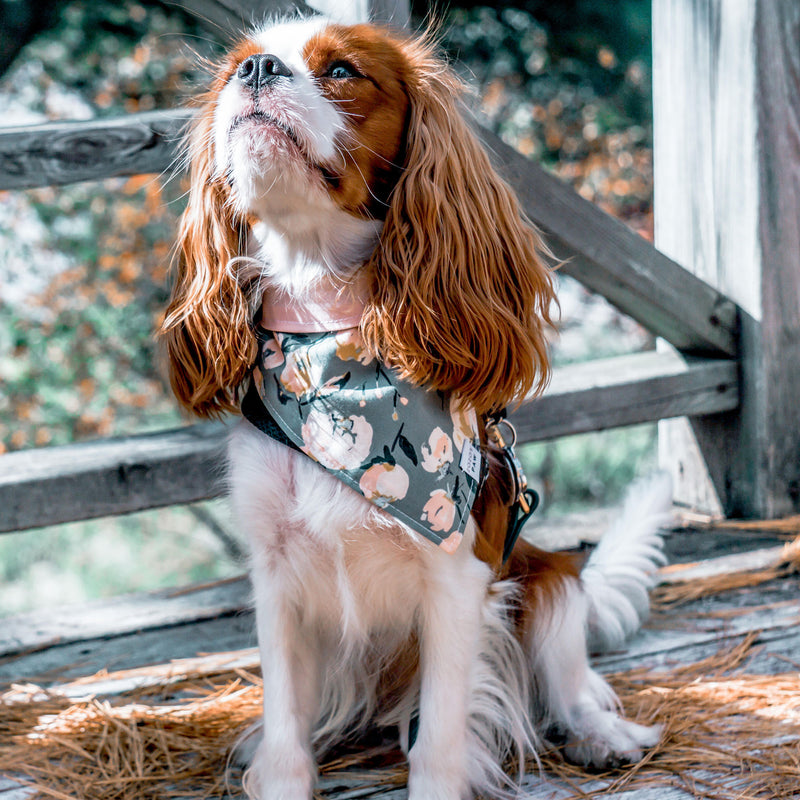 Take Center Sage Floral Dog Bandana