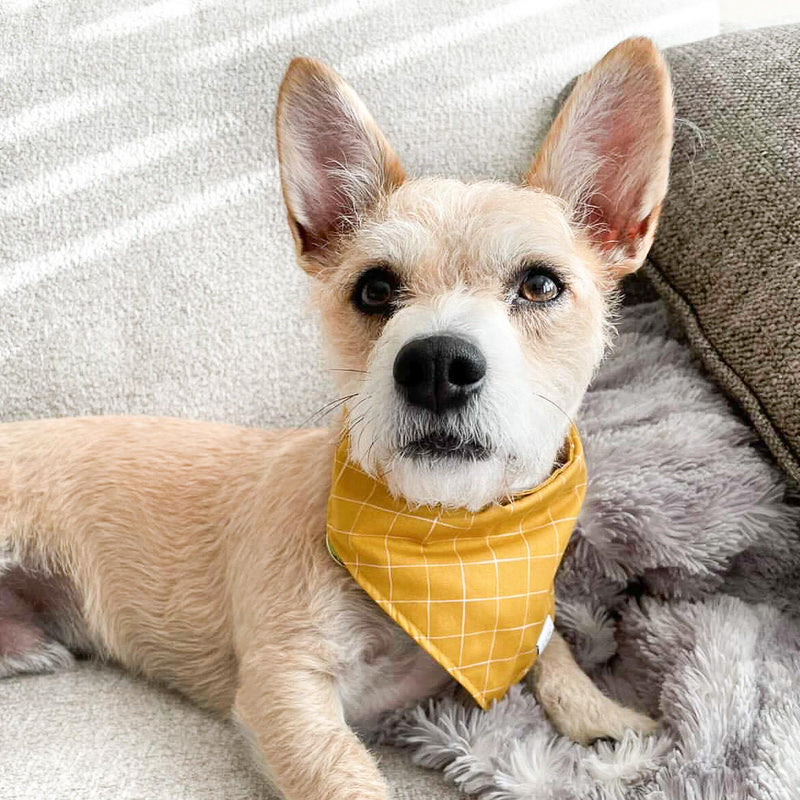 Mustard Been Love Dog Bandana