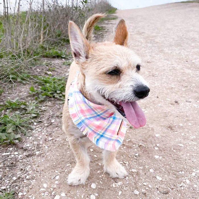 THE BAILEY - Dog Flannel Fray Bandana