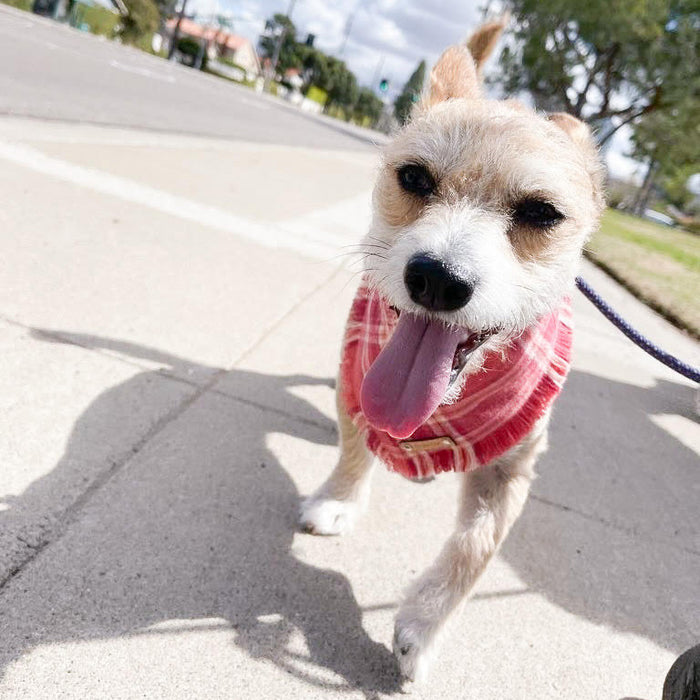 THE RUBY - Dog Flannel Fray Bandana