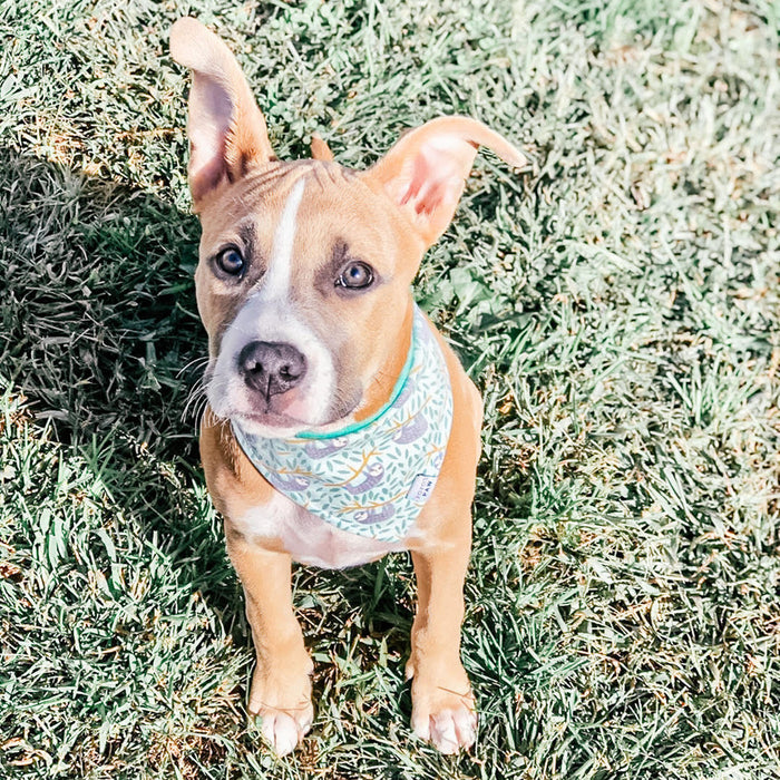 Silly Sloths Dog Bandana