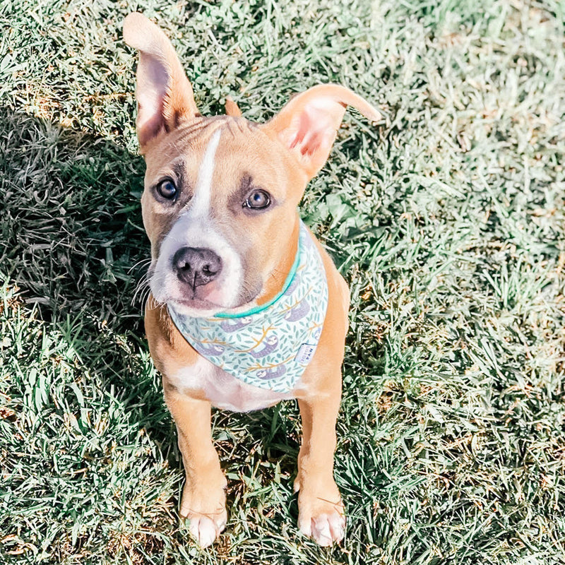 Silly Sloths Dog Bandana