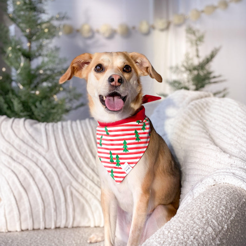 Candy Cane Trees Dog Bandana