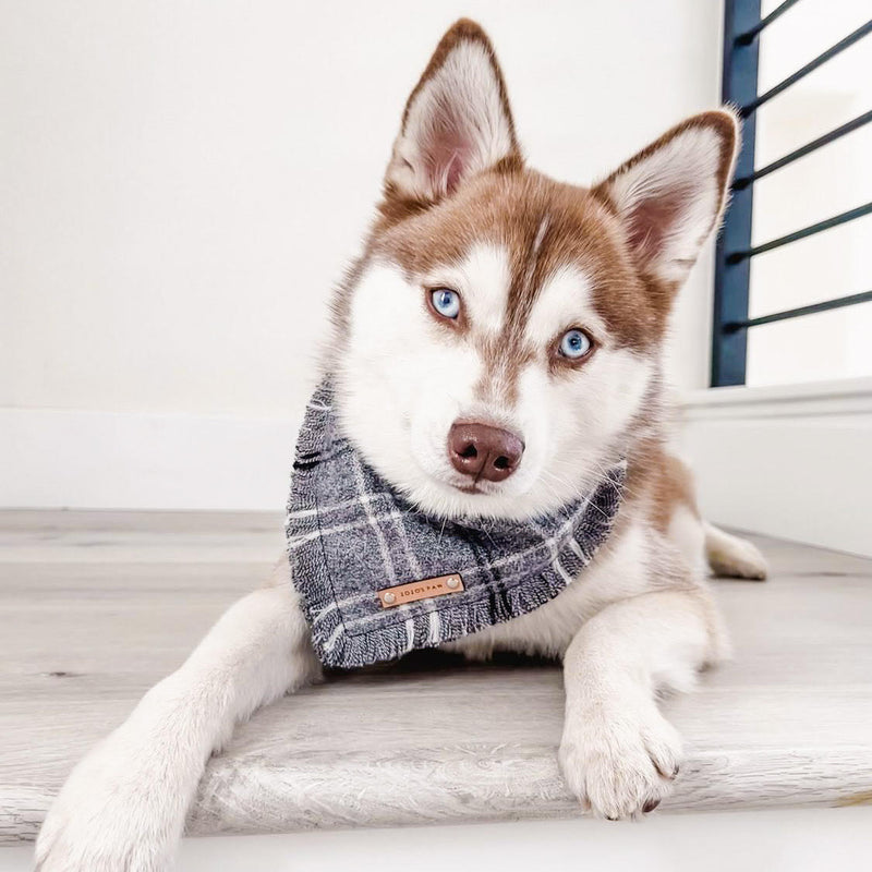 THE RESTON - Dog Flannel Fray Bandana