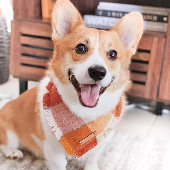 THE OCTOBER - Dog Flannel Fray Bandana