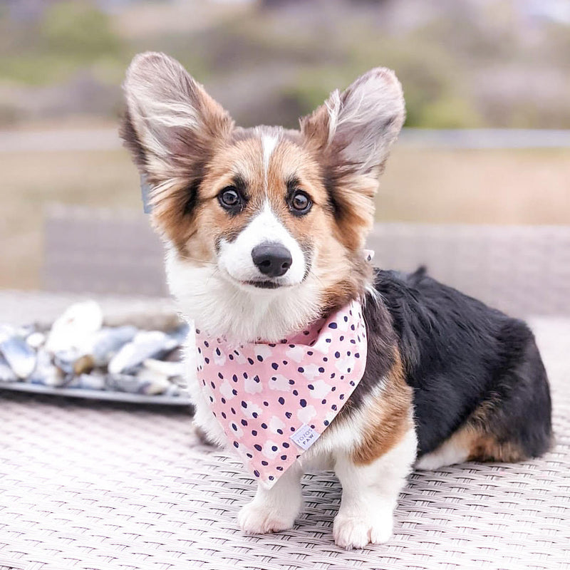 Spotted in the Wild Dog Bandana