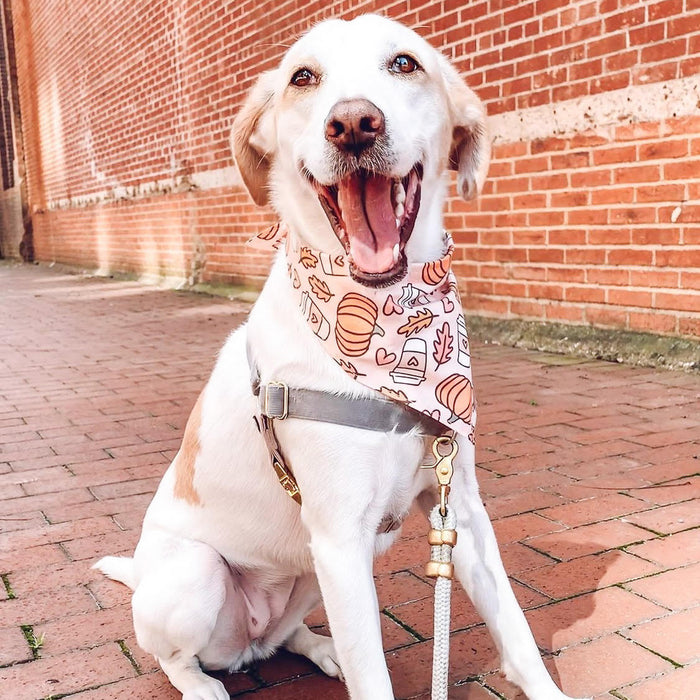PSL Delight Dog Bandana