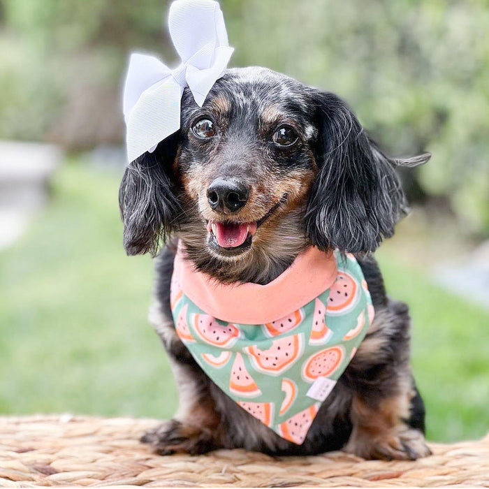 One in a Melon Dog Bandana