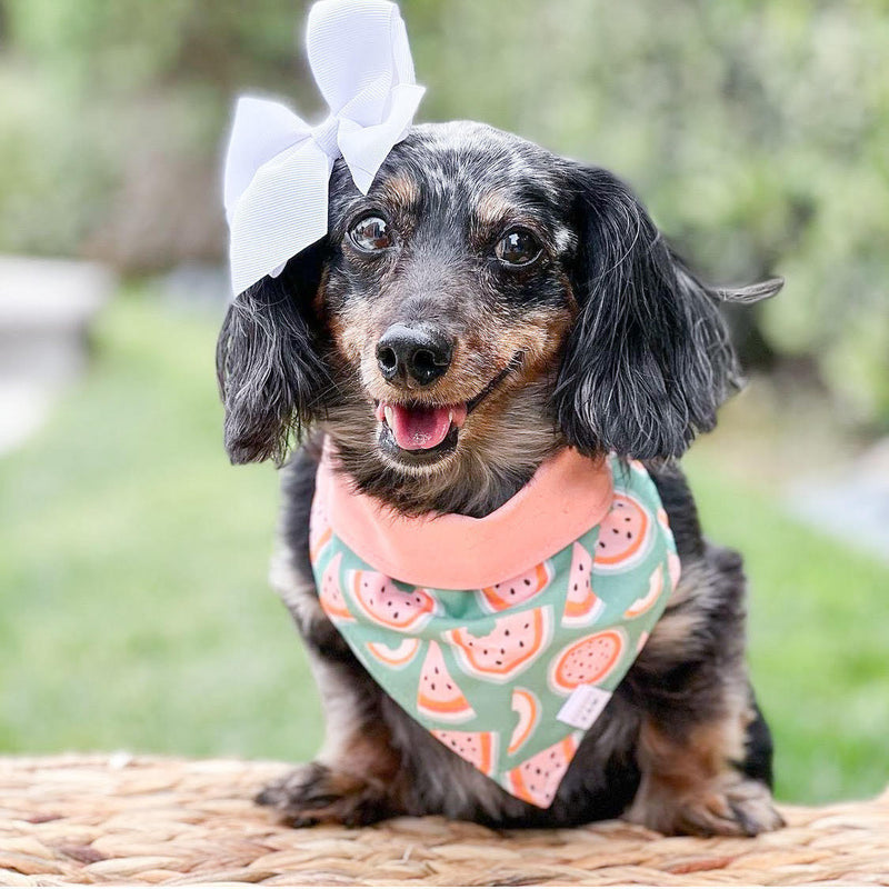 One in a Melon Dog Bandana