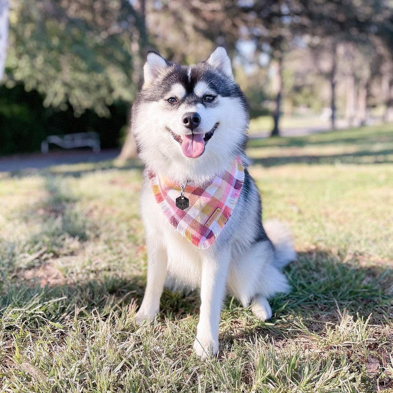 THE SORBET - Dog Flannel Fray Bandana