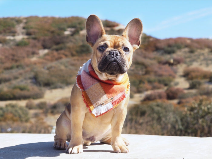 THE OCTOBER - Dog Flannel Fray Bandana