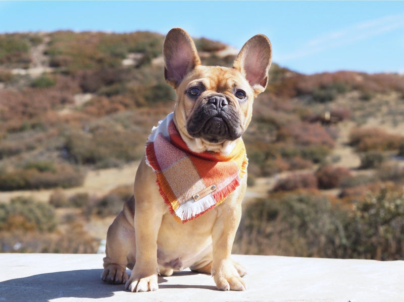 THE OCTOBER - Dog Flannel Fray Bandana