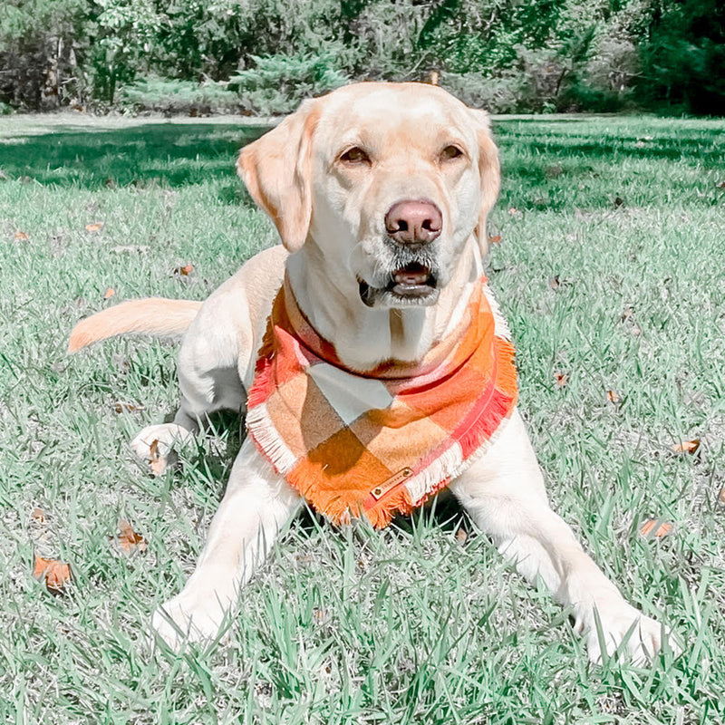THE OCTOBER - Dog Flannel Fray Bandana