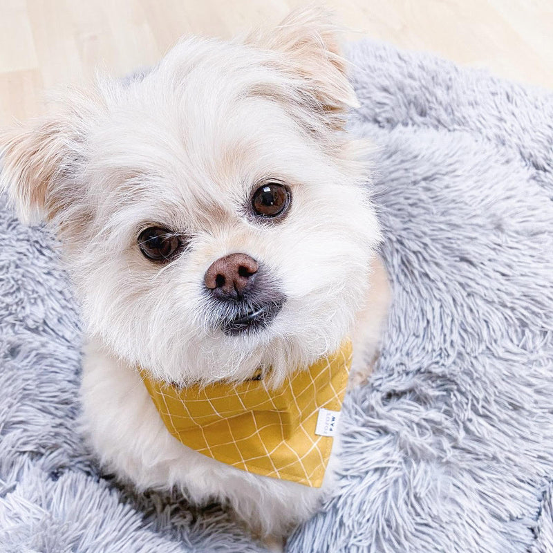 Mustard Been Love Dog Bandana